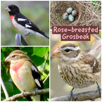 Rose-breasted Grosbeak